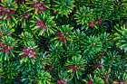 USA, Washington State, Seabeck. Close-up of Korean firs with pollen cones. Art Print
